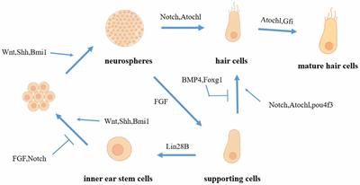 Research Progress on the Mechanism of Cochlear Hair Cell Regeneration